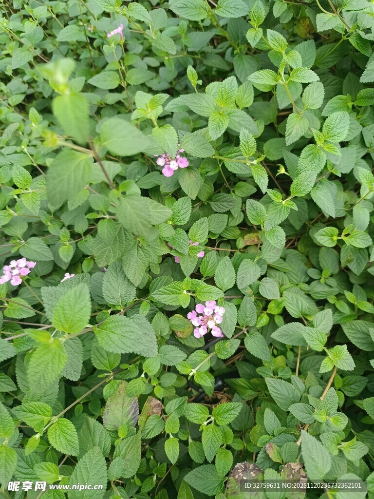 绿叶丛中的粉色小花