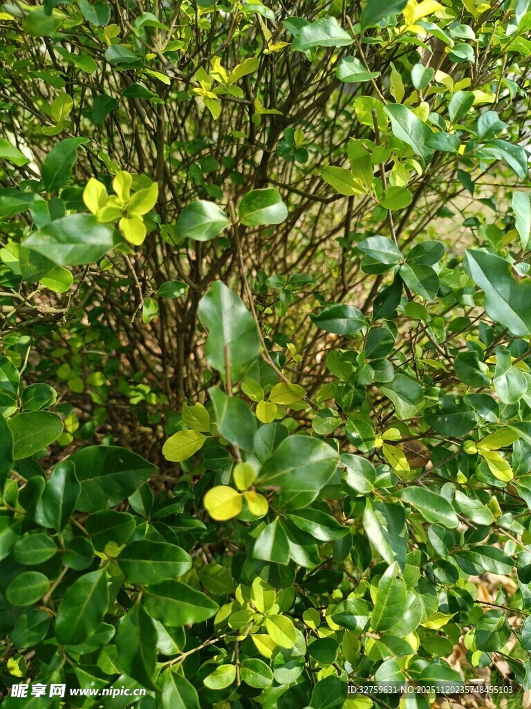 绿叶间的黄色小花绽放