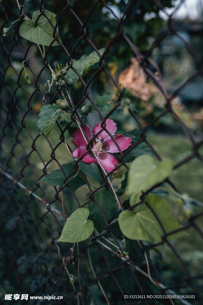 栅栏上绽放的娇艳粉花