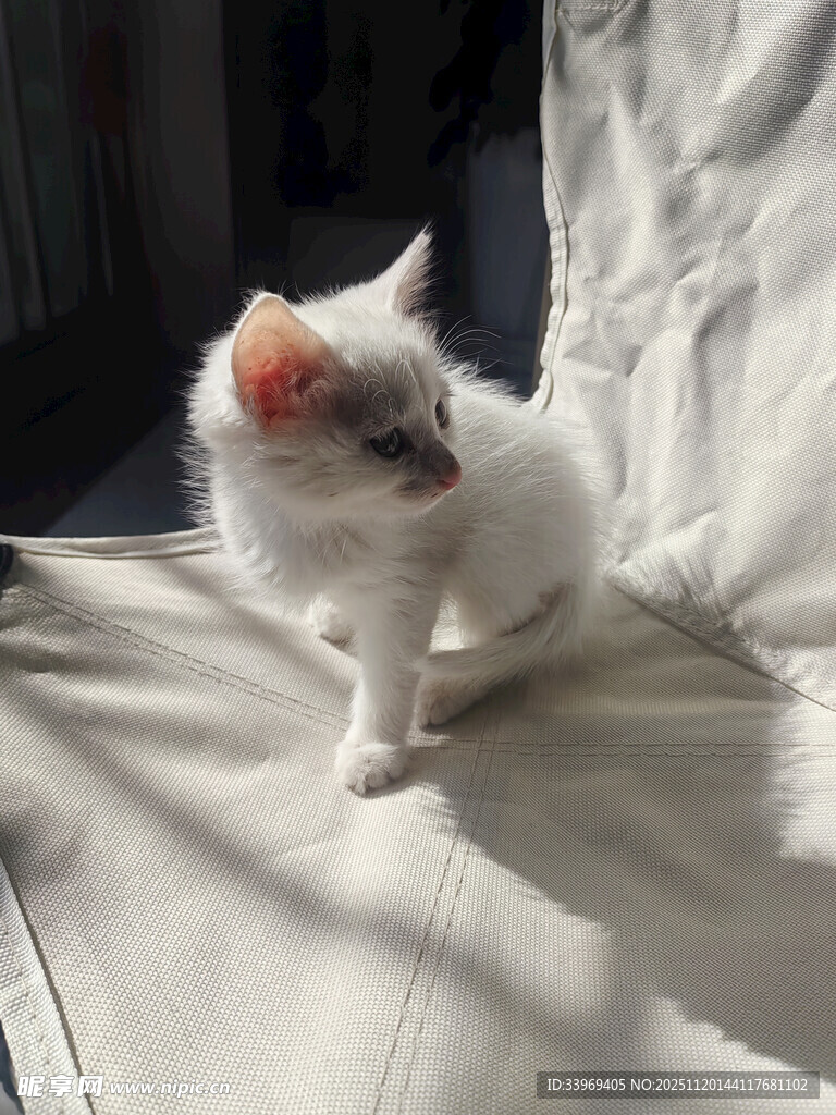 白色田园猫幼猫