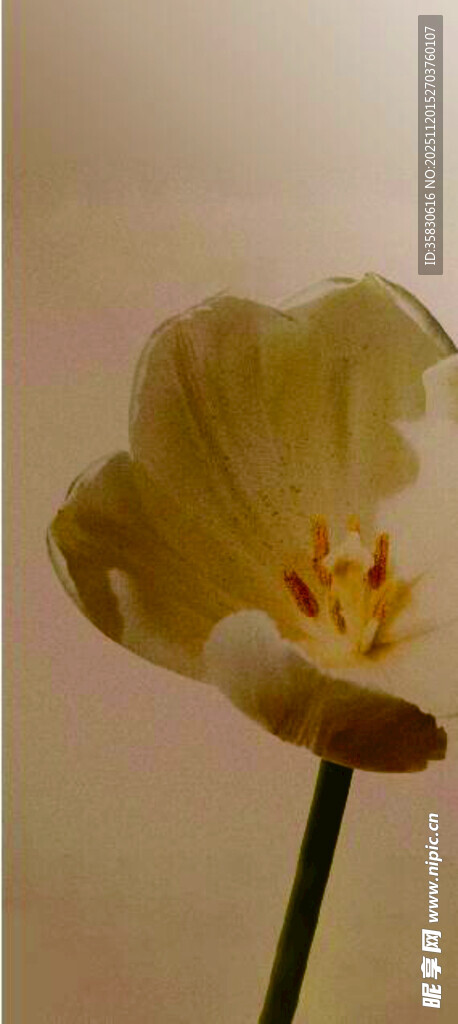 黄色单朵花 背景 海报