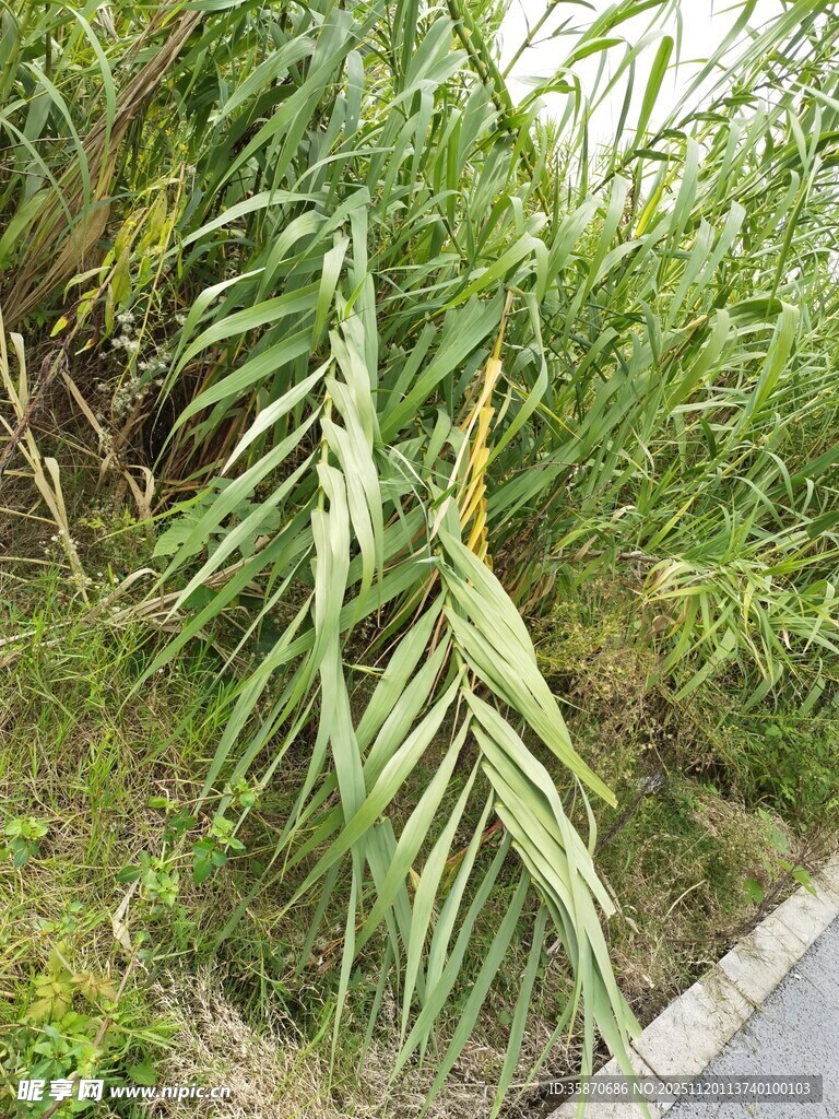 路边倾斜的翠绿棕榈叶