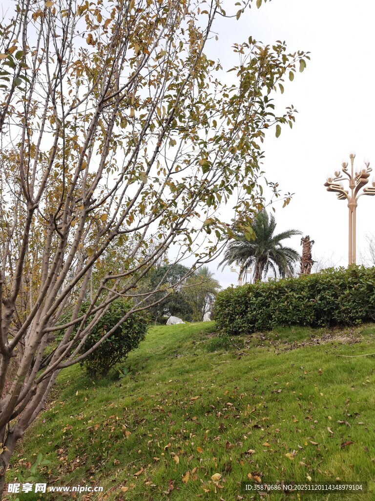 户外葱郁绿植景观