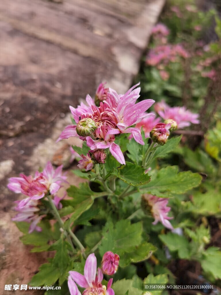 粉色小花绽放于绿叶间