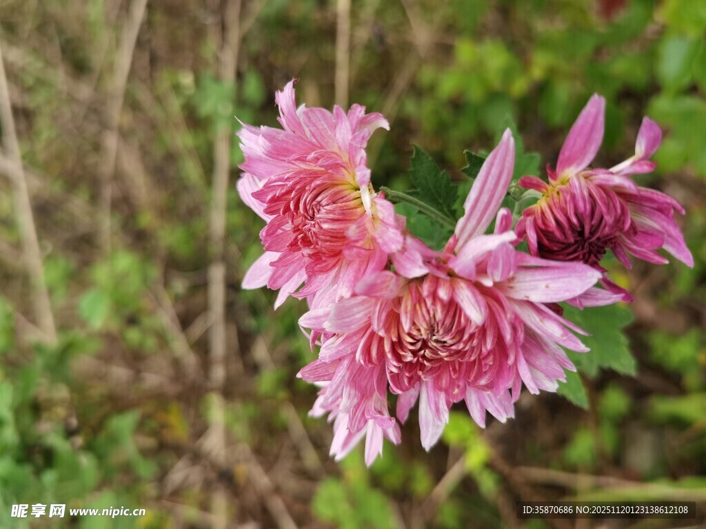 娇艳粉色花朵绽放
