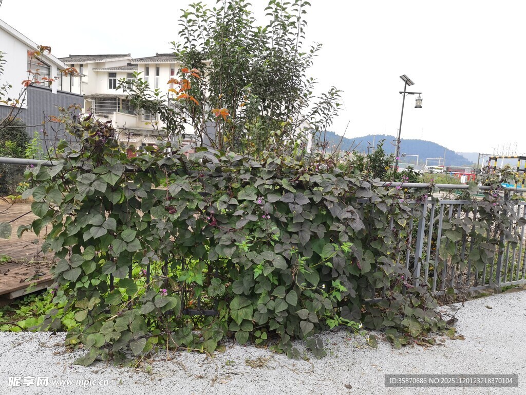 藤蔓缠绕的金属围栏景观