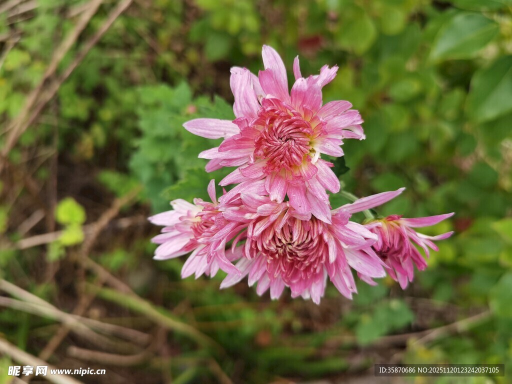 娇艳粉色花朵绽放