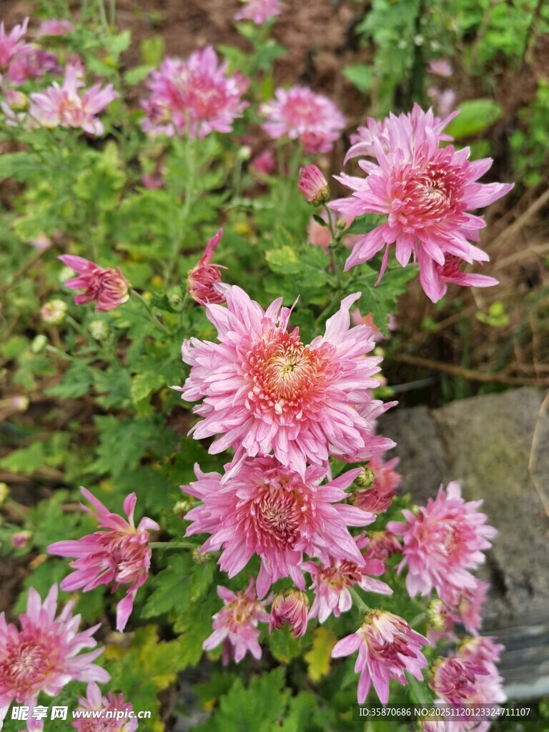 娇艳粉色花朵绽放美景