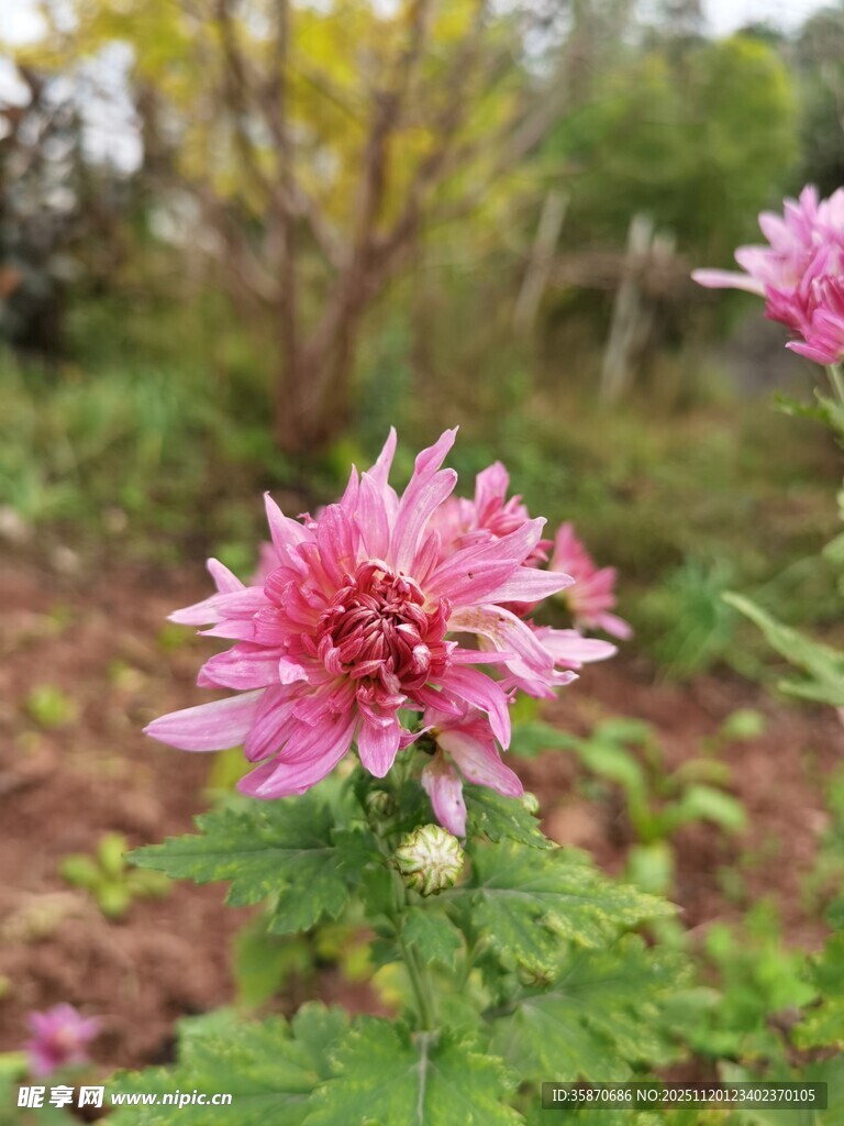 娇艳绽放的粉色菊花