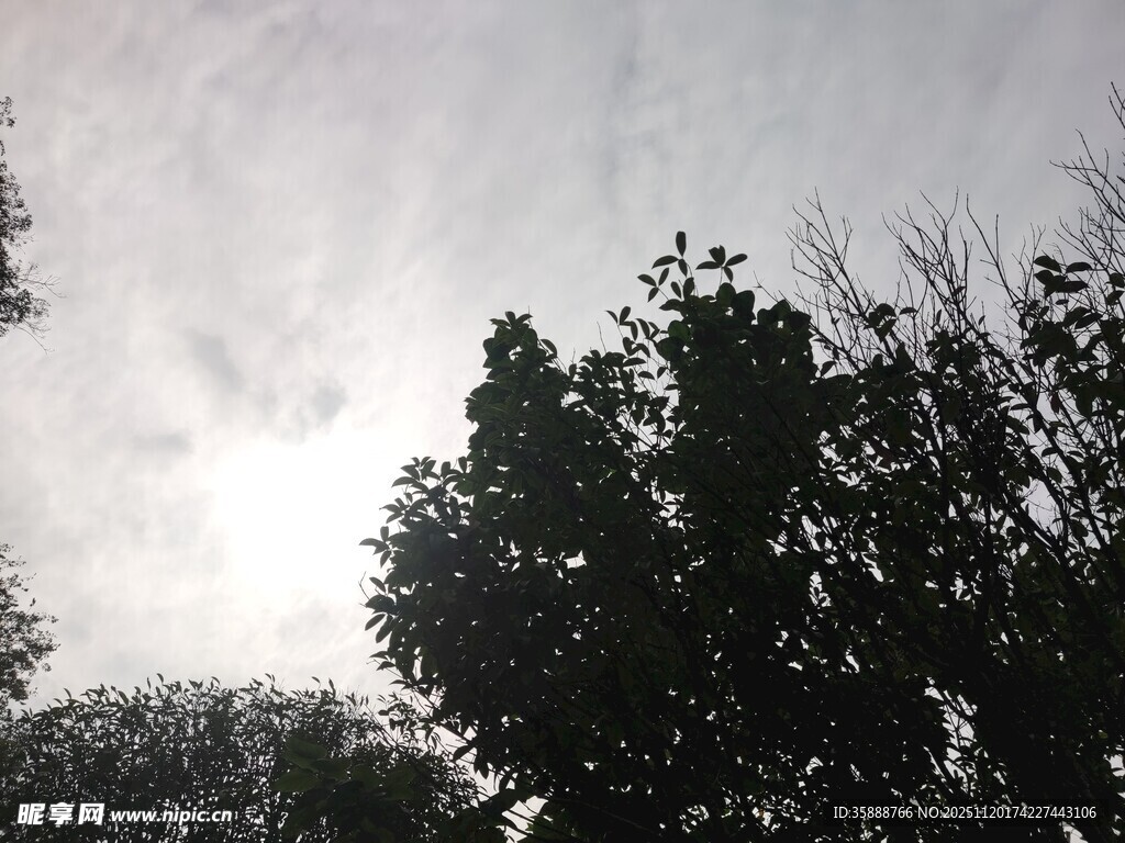 透过树梢看天空