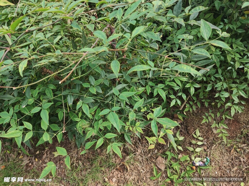 繁茂绿植生机盎然