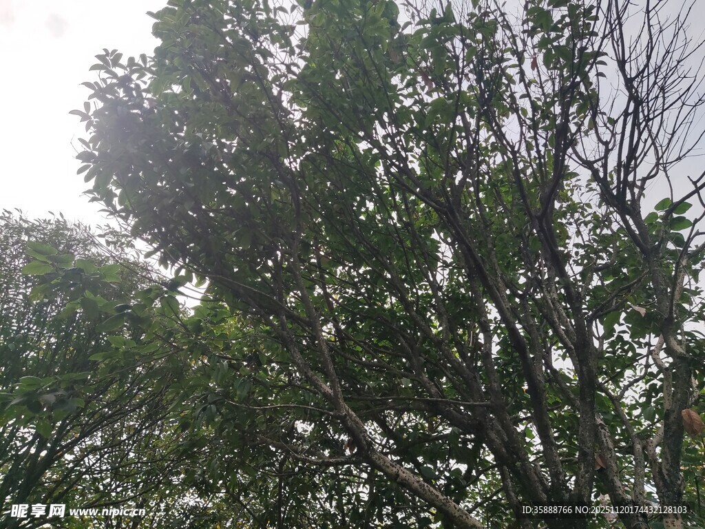 阳光下的繁茂绿树