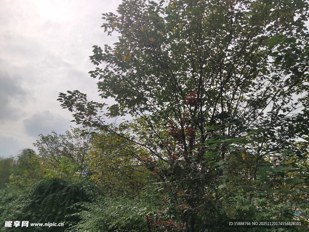 野外繁茂树木景象