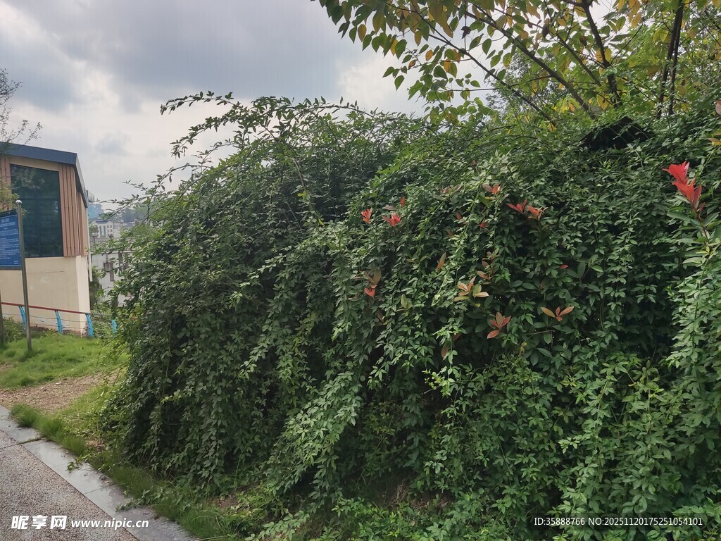 路边繁茂的绿色藤本植物