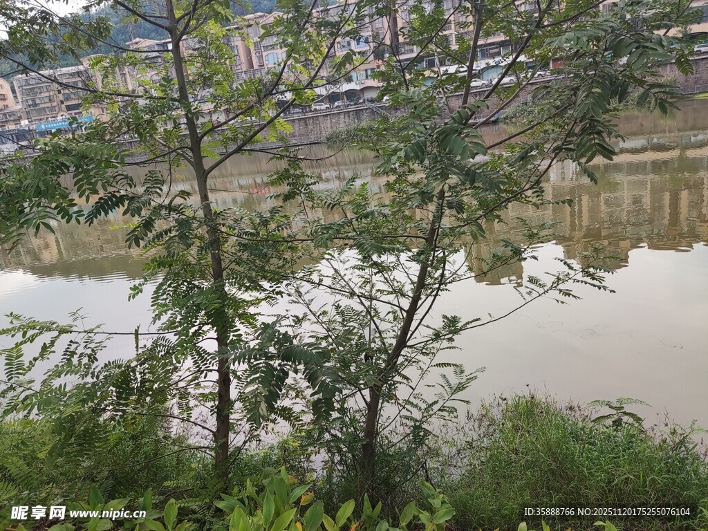 河畔绿树映水的自然景致