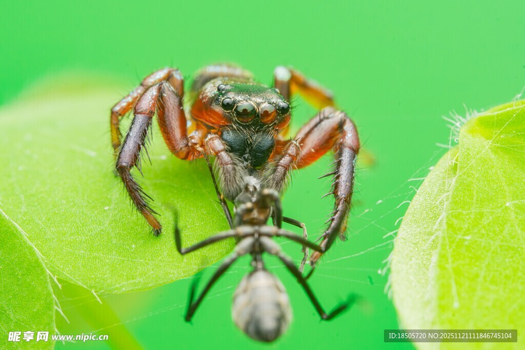 蜘蛛捕食昆虫瞬间