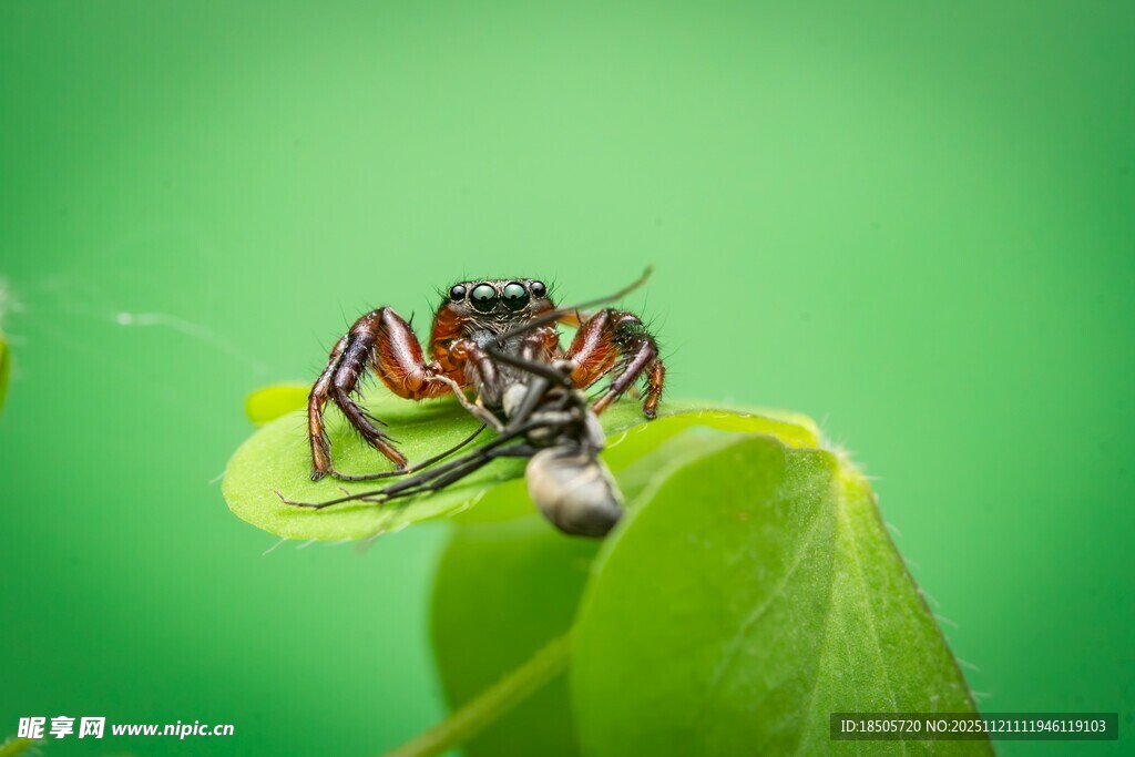 绿叶上的多彩蜘蛛