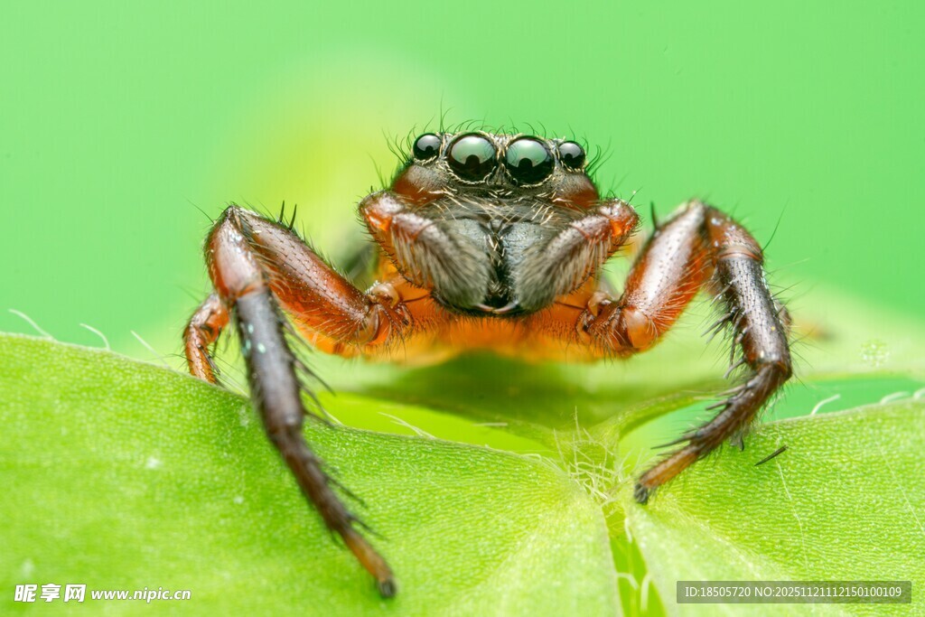 微距下的跳跃蜘蛛