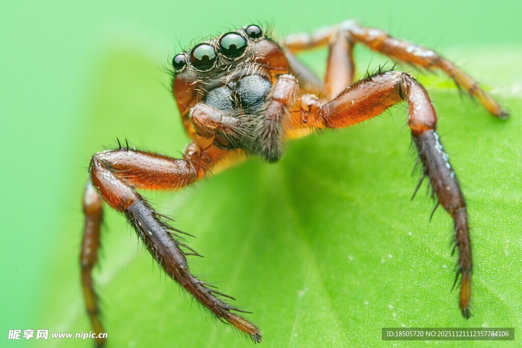 微距下的跳跃蜘蛛