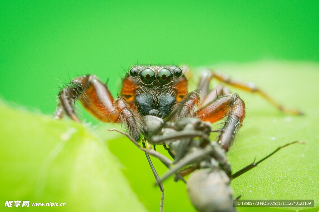 蜘蛛捕食瞬间