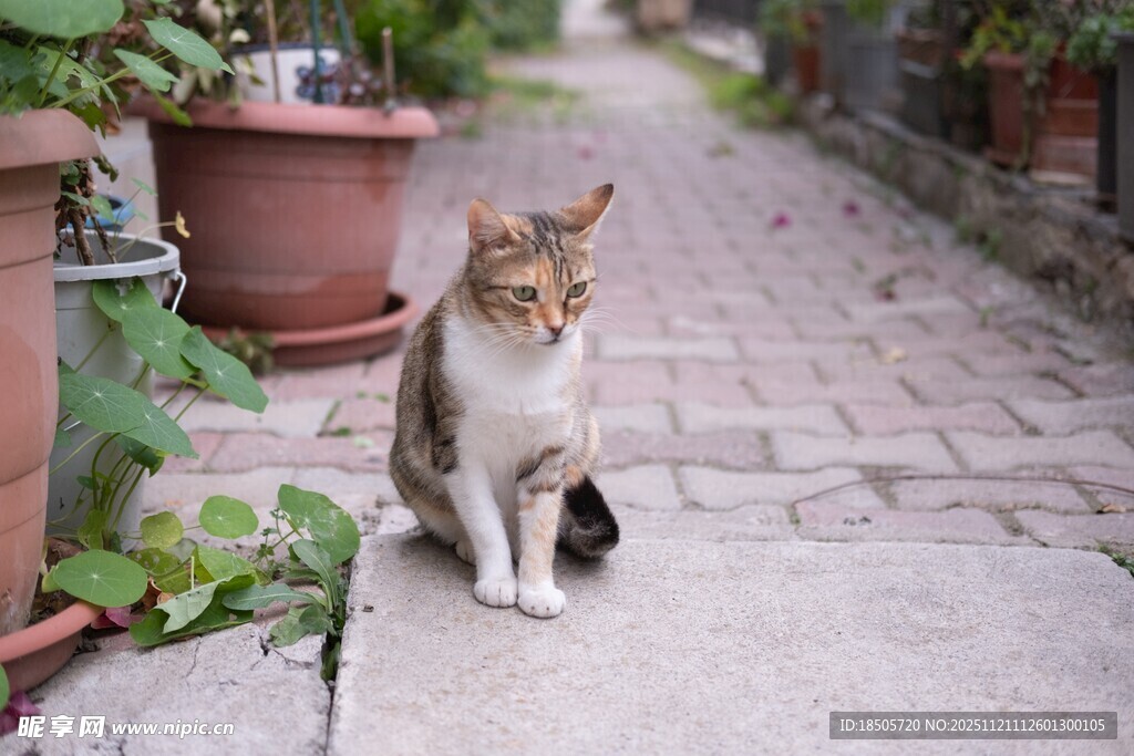 小巷中休憩的可爱猫咪