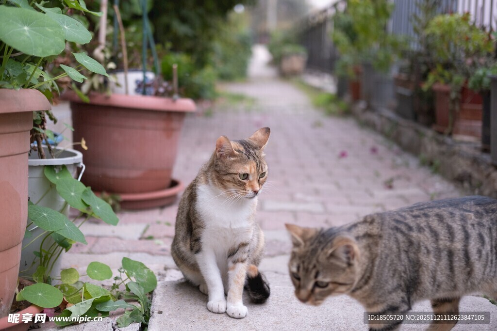 小巷中两猫好奇对视