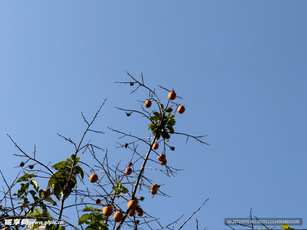 蓝天映衬下的果实累累枝头
