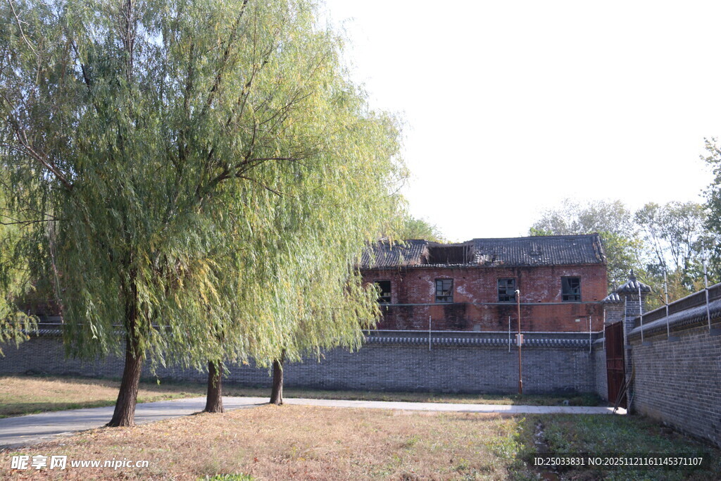 乡村庭院旁的垂柳与房屋