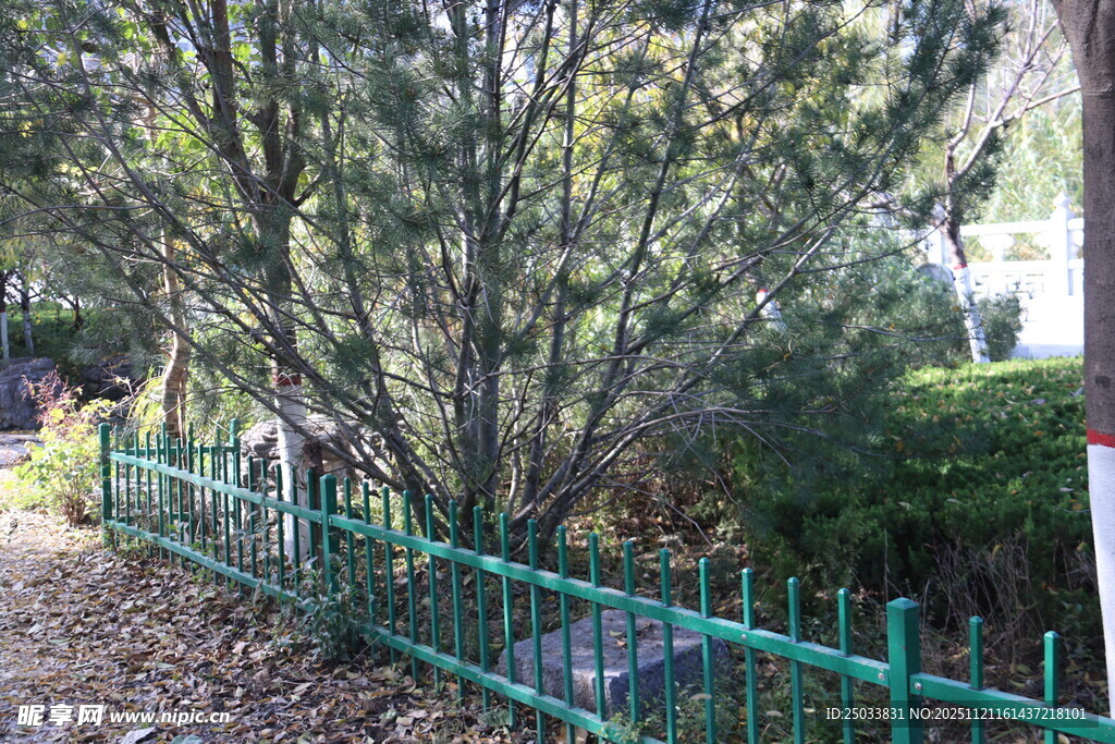 绿意盎然的围栏旁树木景观