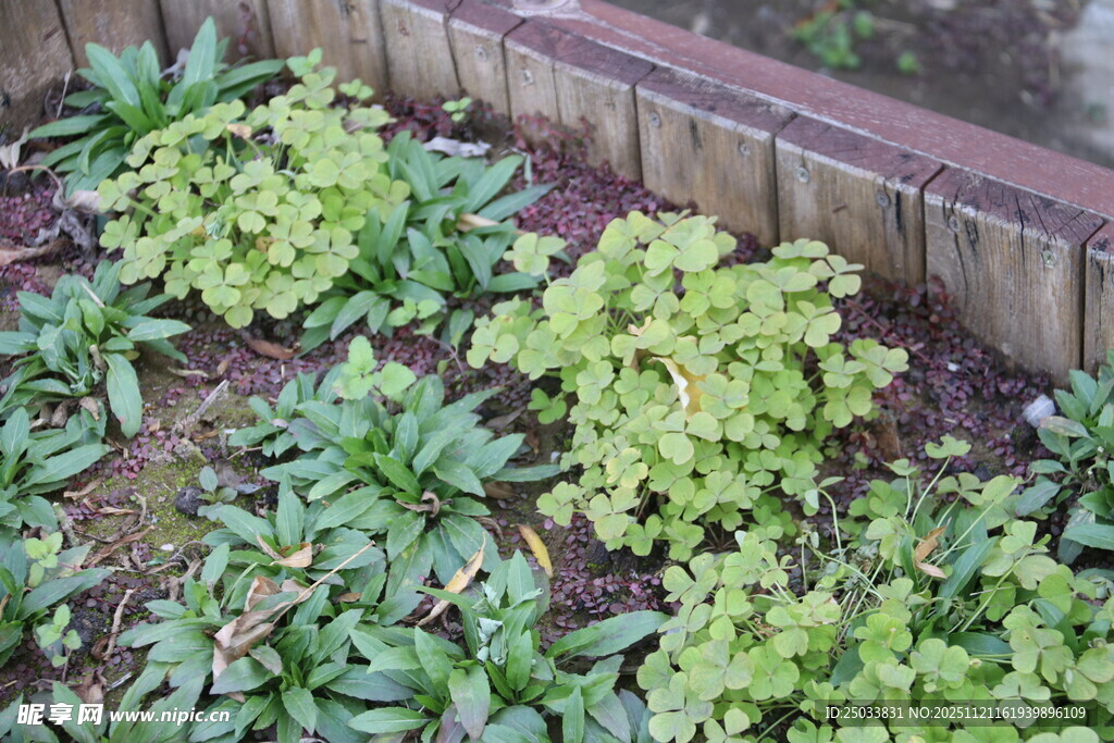 花园中的绿植景观