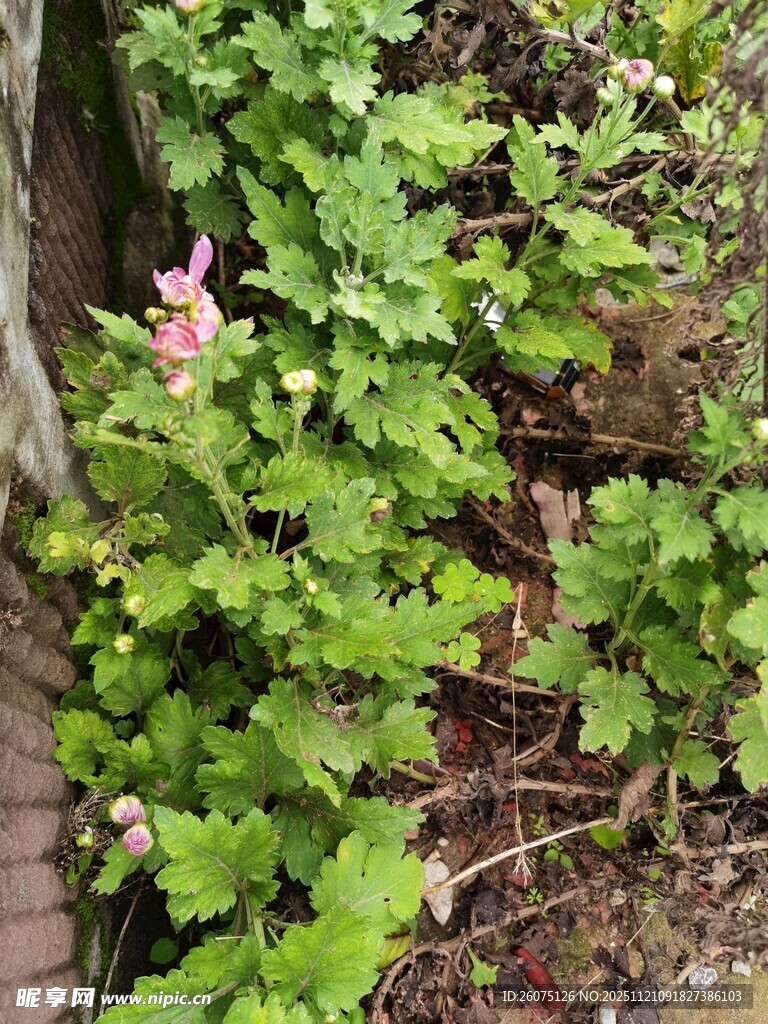 绿叶丛中绽放的娇艳小花