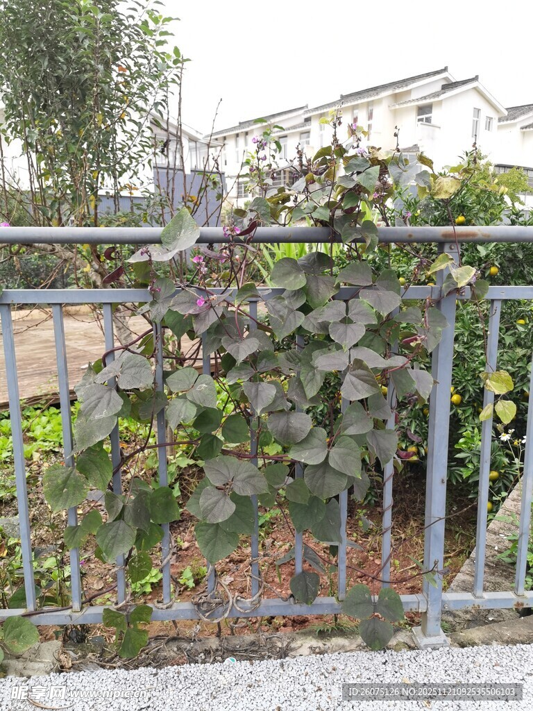 铁栏杆上的繁茂葡萄藤