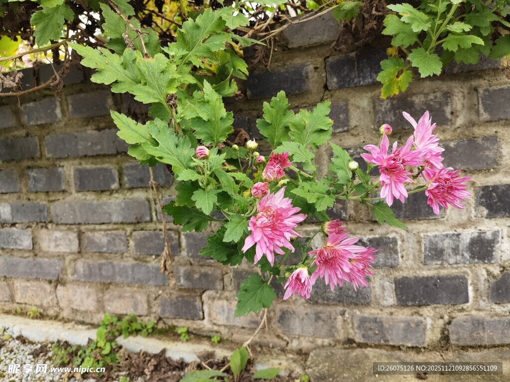 砖墙上绽放的艳丽花朵