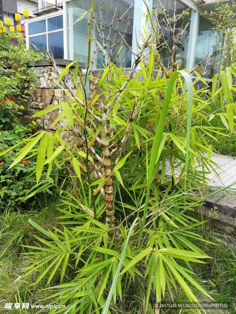 翠绿竹子生机盎然