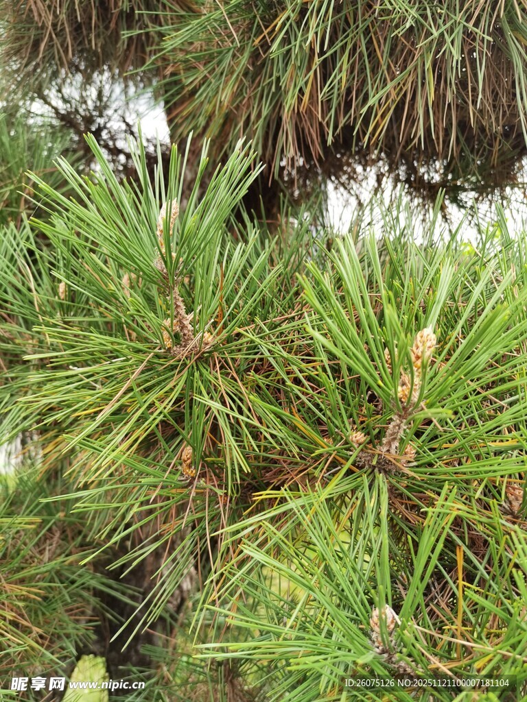 茂密松枝特写