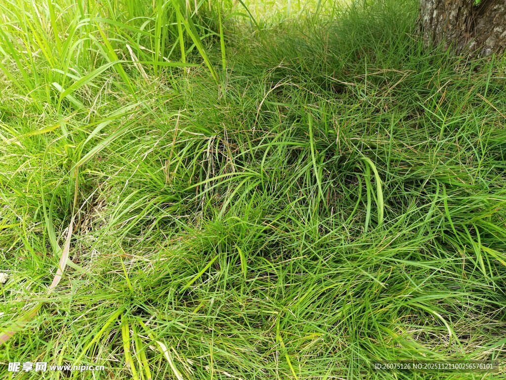 翠绿蓬勃的草地