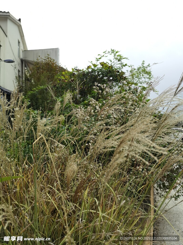 海边摇曳的茂密芦苇丛