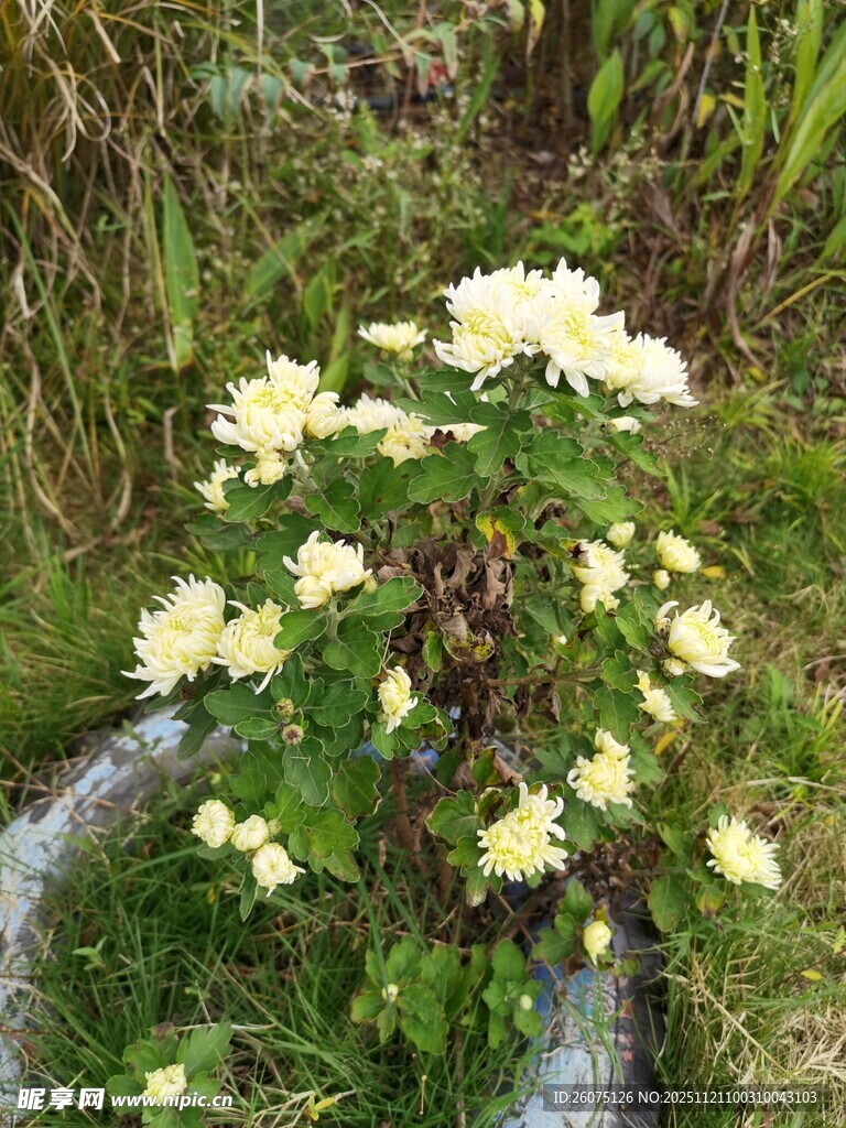 溪边绽放的黄色花卉
