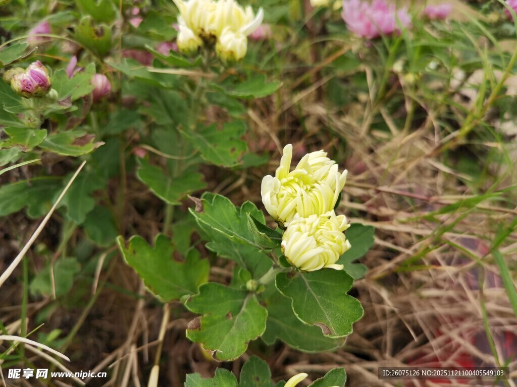黄色小花绽放于草丛间