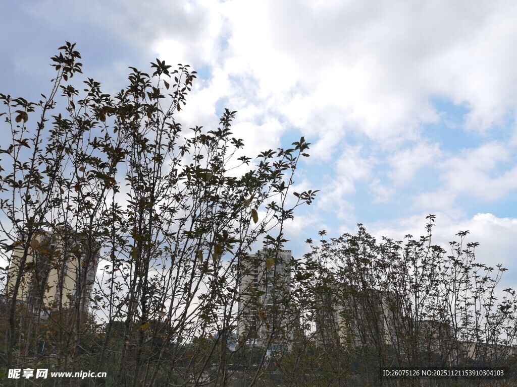蓝天白云下的树木景观