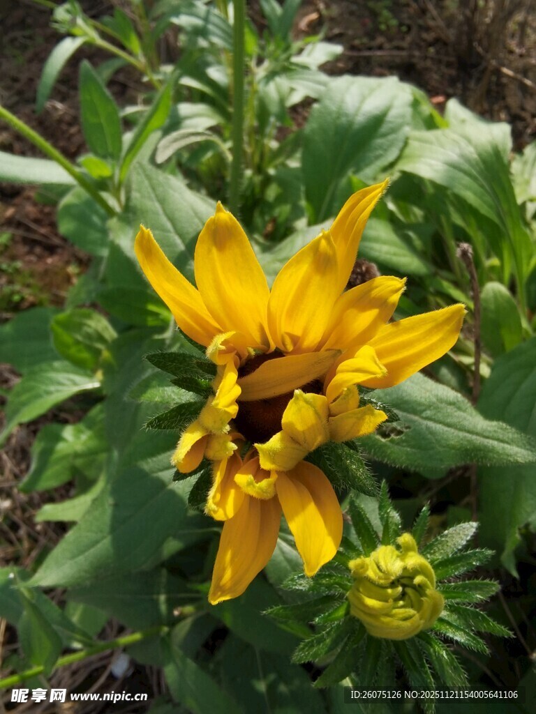 绽放的黄色向日葵