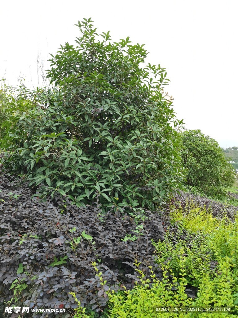 田野中的绿植与多彩植被