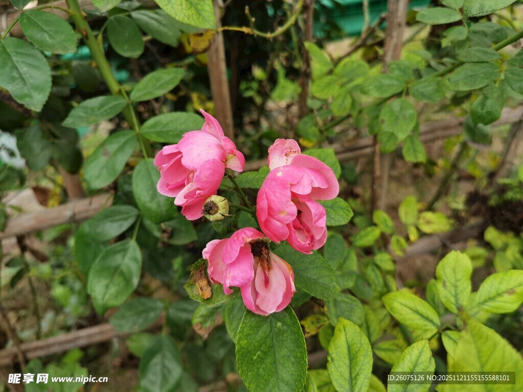 娇艳粉色花朵绽放枝头