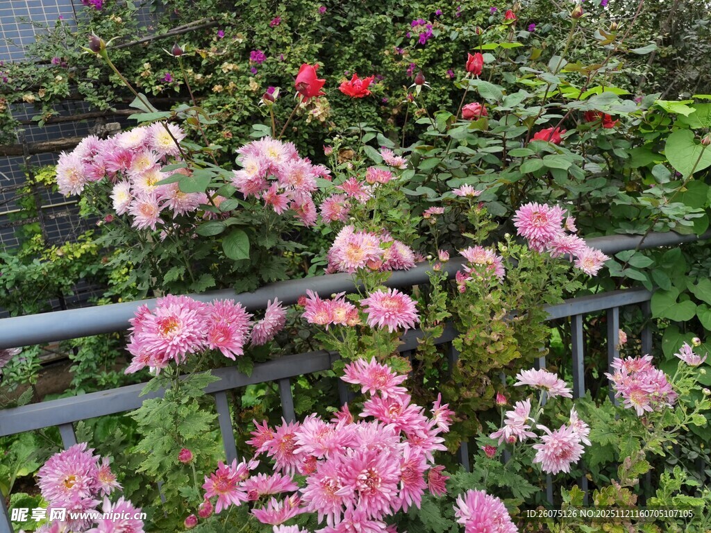 粉色蔷薇绽放于围栏旁