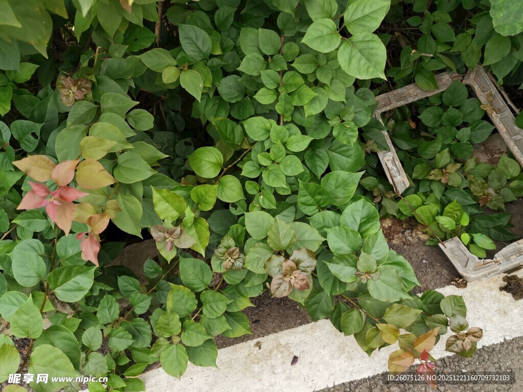 绿叶环绕的木质台阶