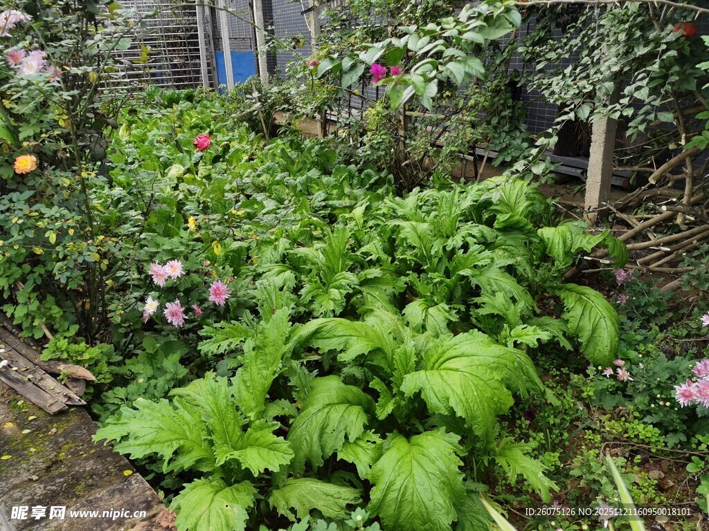 庭院中的繁茂绿植花卉