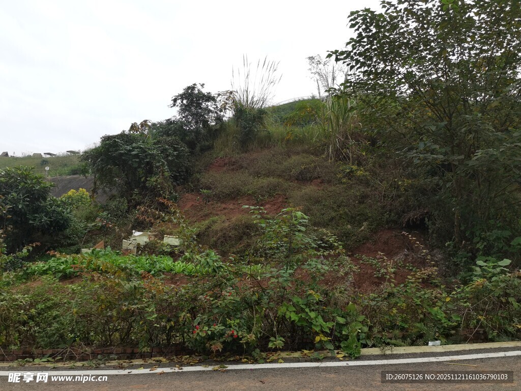 路边山坡绿植景观