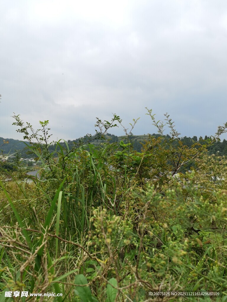 野外繁茂植被景观
