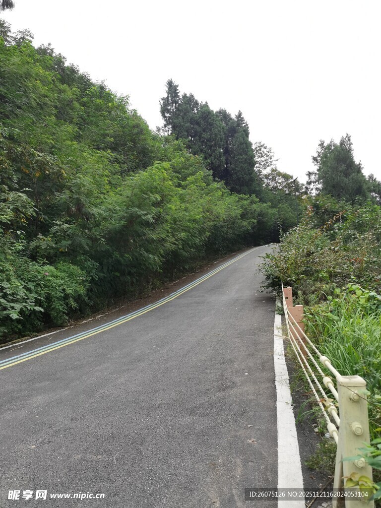 林间蜿蜒公路景色