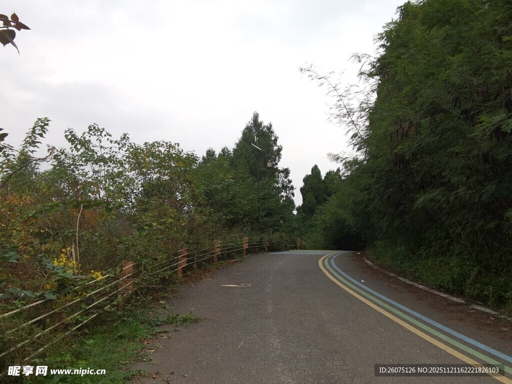 蜿蜒乡村公路绿树相伴